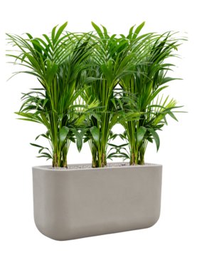 Kentia (Howea) forsteriana in Baq Seren Grond (Vulkastrat)