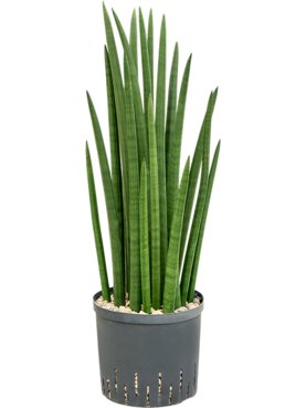 Sansevieria cylindrica tower Toef (Bims)