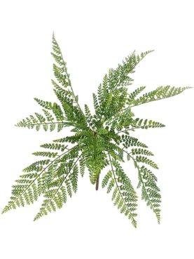 Asplenium Fern Bush (UV)