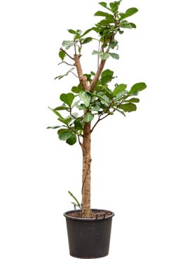 Ficus lyrata Stam