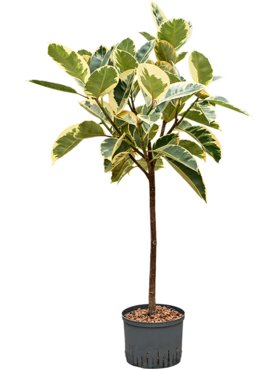 Ficus elastica \'Tineke\' Stam