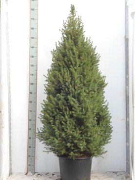 Picea glauca \'Conica\'