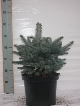 Picea pungens \'Glauca Globosa\'