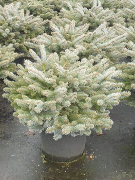 Picea pungens \'Glauca Globosa\'