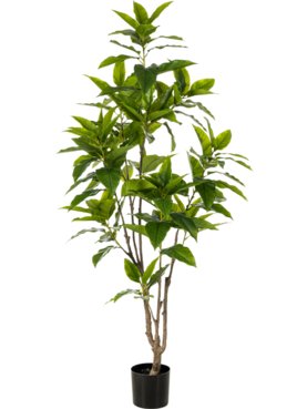 Ficus Longifolia