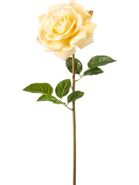 Rose Chloe Yellow RT