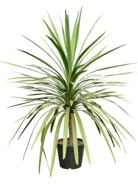 Cordyline australis (200-220) Stam