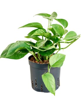 Scindapsus (Epipremnum) \'Aureum\' Hanger