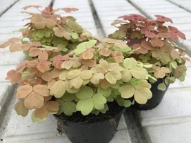 Oxalis vulcanicola \'Sunset Velvet\'