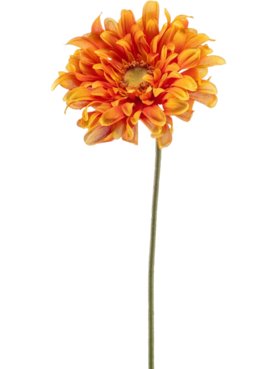 Gerbera Spray Orange