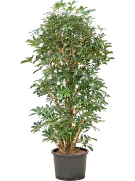 Schefflera arboricola \'Compacta\' Vertakt