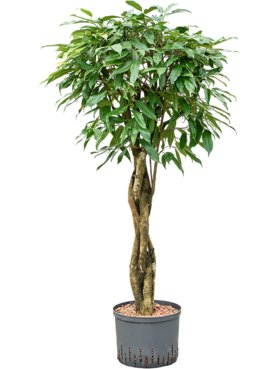 Ficus binnendijkii \'Amstel King\' Stam gevlochten