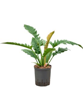 Philodendron narrow \'Ring of fire\' Bush