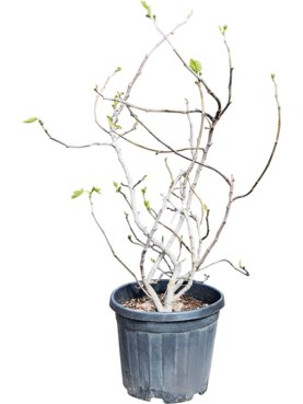 Ficus carica Vertakt