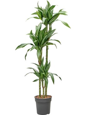 Dracaena fragrans \'Ulises\' 90-60-30