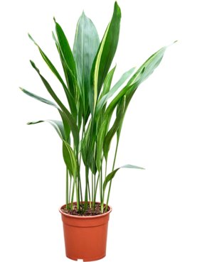 Aspidistra elatior variegata Toef
