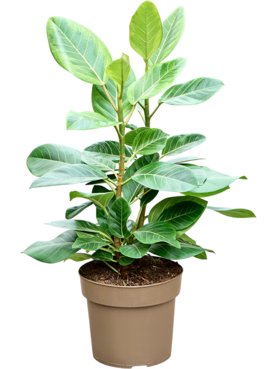 Ficus altissima Toef