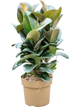 Ficus elastica \'Sofia\' Toef