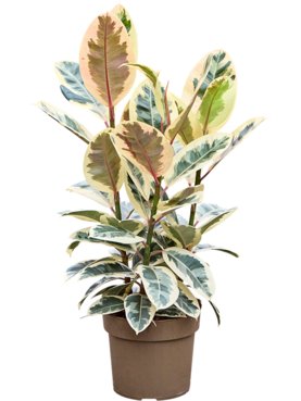 Ficus elastica \'Tineke\' Toef