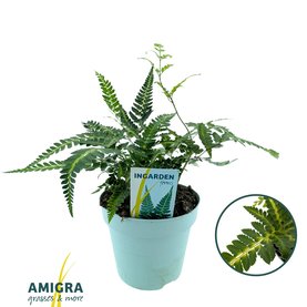 Arachniodes aristata \'Variegata\'