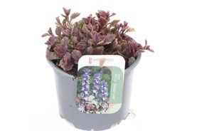 Ajuga reptans \'Burgundy Glow\' blauw