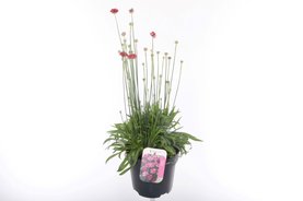 Armeria pseudarmeria \'Ballerina Red\' rood