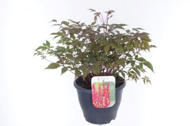 Astilbe (Arendsii Grp) \'Fanal\' Rood