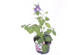 Aquilegia caerulea