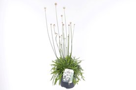 Armeria pseudarmeria \'Ballerina White\' Wit