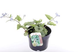 Brunnera macrophylla \'Alexander\'s Great\' Blauw