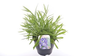 Campanula persicifolia \'Takion Blue\' Blauw