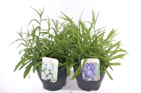 Campanula persicifolia Mix