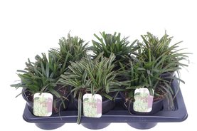 Carex morrowii \'Ice Dance\'