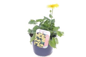 Doronicum orientale Geel