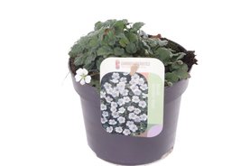 Erodium reichardii \'Album\' Wit