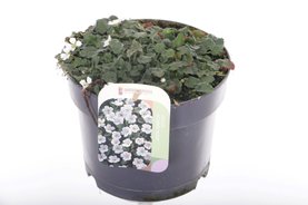 Erodium reichardii \'Album\' Wit