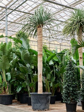 Dracaena draco (500-525) Stam