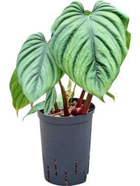 Philodendron \'Colombia\' Bush