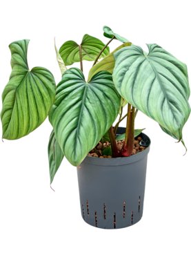 Philodendron \'Colombia\' Bush