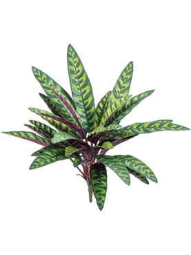 Calathea Peacock Bush