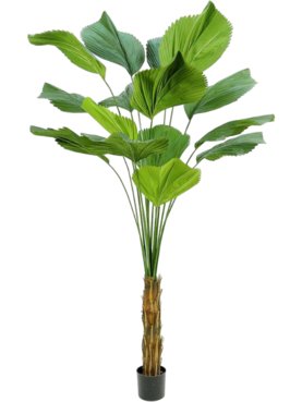 Palm Licuala Grandis (FR)