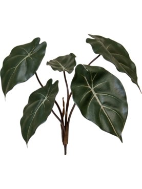 Syngonium Podophyllum (FR)