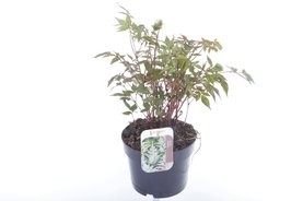 Astilbe japonica \'Deutschland\' Wit