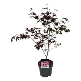 Acer palmatum \'Atropurpureum\' struikvorm