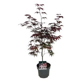 Acer palmatum \'Bloodgood\' struikvorm