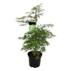 Acer palmatum \'Dissectum\' struikvorm