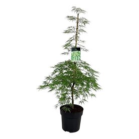 Acer palmatum \'Dissectum\' struikvorm