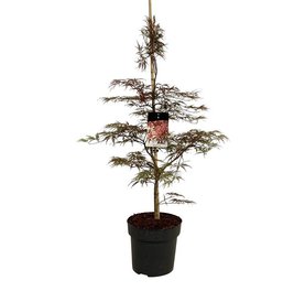 Acer palmatum \'Garnet\' struikvorm