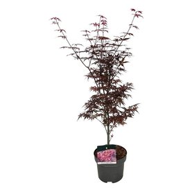 Acer palmatum \'Skeeters Broom\' struikvorm