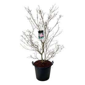 Cornus kousa \'Satomi\' Struikvorm